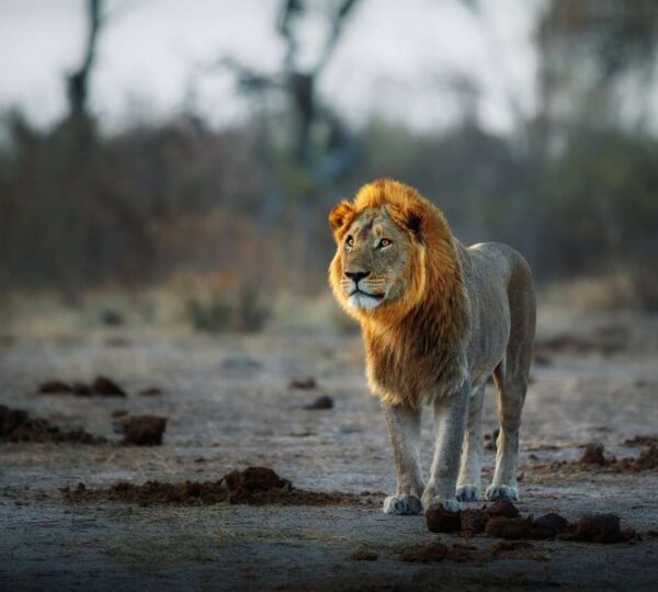 Sasan Gir National Park, Gujarat